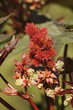 Castor oil plant (Ricinus communis), fruit stand, North Rhine-Westphalia, Germany, Europe