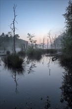 Landslide area, edge area, bank, with dead trees, at sunrise, Bottrop, Ruhr area, North