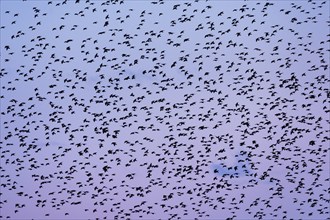 Flock of starlings in flight at dusk against a purple-coloured sky