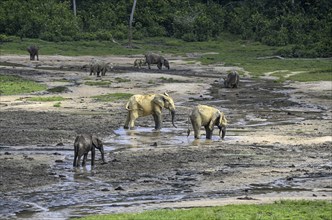 African forest elephants (Loxodonta cyclotis) in the Dzanga Bai forest clearing, Dzanga-Ndoki