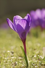 Flowering crocus (Crocus spec.) in spring, North Rhine-Westphalia, Germany, Europe