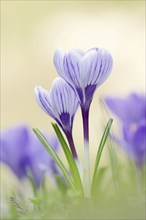 Crocuses (Crocus spec.) in bloom in spring, North Rhine-Westphalia, Germany, Europe