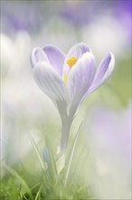 Flowering crocus (Crocus spec.) in spring, North Rhine-Westphalia, Germany, Europe