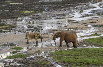 African forest elephants (Loxodonta cyclotis) in the Dzanga Bai forest clearing, Dzanga-Ndoki