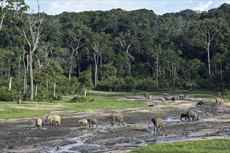 African forest elephants (Loxodonta cyclotis) in the Dzanga Bai forest clearing, Dzanga-Ndoki