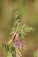 Narrow-leaved vetch (Vicia angustifolia), flowers, Provence, southern France