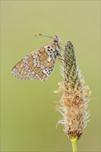 Plantain fritillary (Melitaea cinxia) with dewdrops on ribwort plantain (Plantago lanceolata),