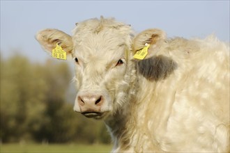 Charolais cattle (Bos primigenius taurus), portrait, North Rhine-Westphalia, Germany, Europe