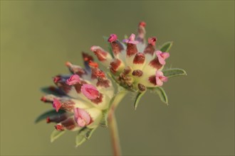 Kidney vetch or red kidney vetch (Anthyllis vulneraria ssp. rubriflora), Provence, southern France