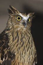 Sunda fish owl or Malayan fish owl (Ketupa ketupu, Bubo ketupu), portrait, captive, occurrence in