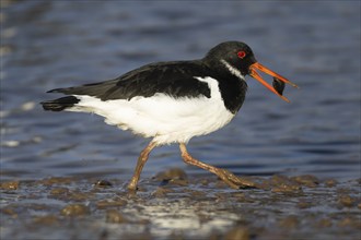 Eurasian oystercatcher (Haematopus ostralegus) adult bird carrying a mussel shell in its beak on a