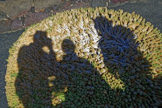 Three shadows on succulents, cactus garden, Jardin de Cactus, designed by artist César Manrique,