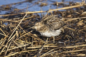 Common snipe (Gallinago gallinago) adult bird standing amongst a reedbed, England, United Kingdom,