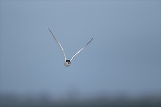 Common tern (Sterna hirundo) adult bird in flight with a fish in its beak, Suffolk, England, United