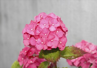 Pink flowering bigleaf hydrangea (Hydrangea macrophylla), North Rhine-Westphalia, Germany, Europe