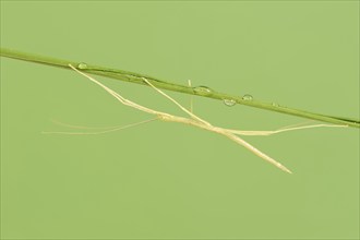 Pink Winged Stick Insect or Winged Stick Insect (Sipyloidea chlorotica, Sipyloidea sipylus), nymph,