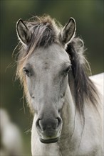 Dülmen wild horse, portrait, Merfelder Bruch, Dülmen, North Rhine-Westphalia, Germany, Europe