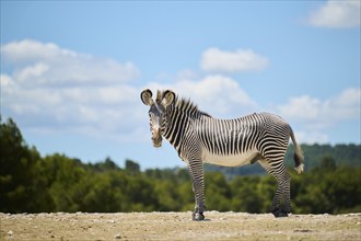 Plains zebra (Equus quagga) standing with blue sky in the background, captive, distribution Africa