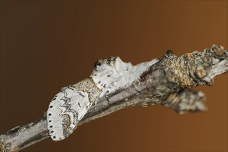 Sallow kitten moth (Furcula furcula), North Rhine-Westphalia, Germany, Europe