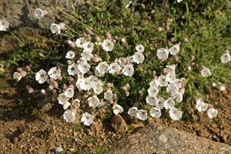 Sea campion, Silene uniflora, Island of Herm, Channel Islands, Great Britain