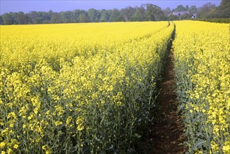 Yellow blossom of oil seed rape crop growing in a field