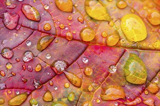 Close up of water droplets on colorful autumn leaves. Generative Ai, AI generated