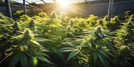 Cannabis plant with vibrant green leaves bathed in soft natural light, AI generated