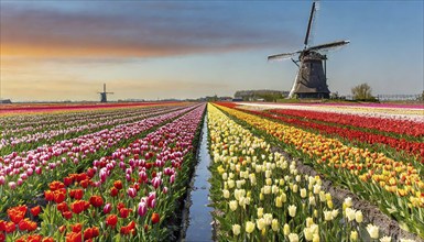 Agriculture, dense, intensely colourful blooming tulip field with a windmill, in Holland, AI