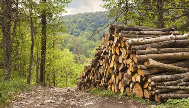 Forestry, timber industry, tree trunks stacked in the forest, pile, AI generated, AI generated