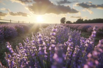 Lavender field (Lavendula) in full bloom on a summer evening, at sunset AI generated, AI generated,