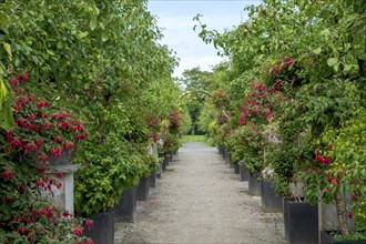 Fuchsia Show District Educational Garden, Burgsteinfurt, Steinfurt, Münsterland, North