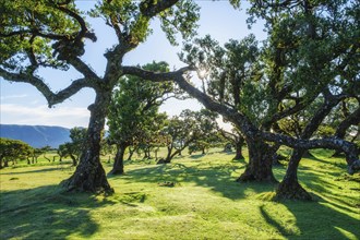 Centuries-old til trees in fantastic magical idyllic Fanal Laurisilva forest on sunset. Madeira