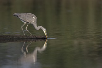 Grey heron, (Ardea cinerea), standing on a tree trunk and looking for food in the water,