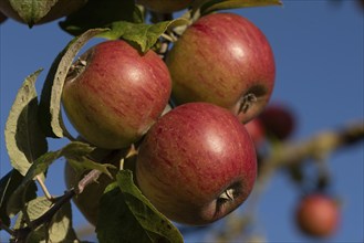 Ripe, red apples hanging on an apple tree in the sunshine, Germany, Europe