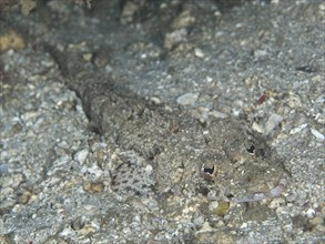 Close-up of a Celebes crocodile fish (Thysanophrys celebica), crocodile fish camouflaged in the