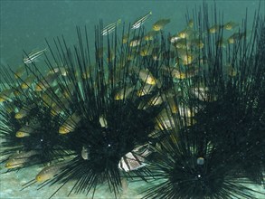 A group of bannerfin cardinalfish (Ostorhinchus hoevenii) swimming between the long spines of