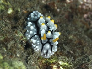 A small, white nudibranch with yellow tips, Yellow wart slug (Phyllidia varicosa), rests on the