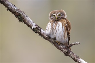 Pygmy owl (Glaucidium passerinum), Luce, Mountain area, Luce, Styria, Slovenia, Europe