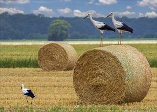 Storks on field with straw bales Stadthagen Nordsehl Germany