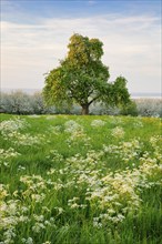 Free-standing pear tree in a flowering meadow with far-reaching views of Lake Constance, Canton