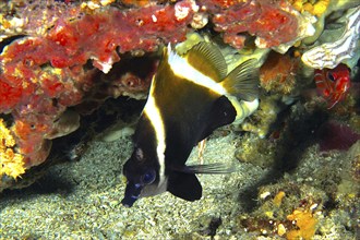 Black and white fish, Horned bannerfish (Heniochus varius), next to colourful reef corals on the