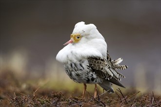 Ruff, ruff plumage, display plumage, courtship display, Norway, Varanger, Varanger Peninsula,