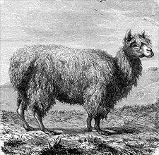 Alpaca, Vicugna pacos, illustration from 1880, historical, digital reproduction of an original from