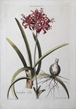 Narcissus or Guernsey Lily, old coloured copperplate engraving by J. M. Seligmann after Georg Ehret