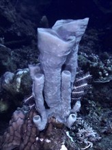 Large tubular sponge (Haliclona (Reniera) in dark sea depth, dive site Twin Reef, Penyapangan,