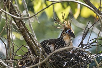 Nesting Hoatzin, Opisthocomus hoazin, Amazon Basin, Brazil, South America