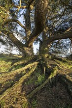 Old Scots pine (Pinus sylvestris), Emsland, Lower Saxony, Germany, Europe