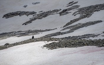 Cairn in the scree between snowfields, hiking trail, Berliner Höhenweg, Zillertal Alps, Tyrol,