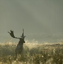 Fallow deer (Cervus dama), male, rut, Hesse, Germany, Europe