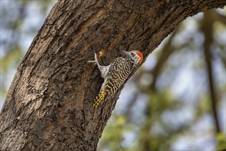 Golden-tailed woodpecker (Campethera abingoni) on a tree trunk, Etosha National Park, Namibia,